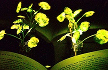 Biến cải xoong thành... đèn bàn đọc sách