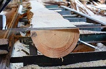 Phát hiện mùn cưa, phôi gỗ, vỏ bào… có thể giúp kết dính bê tông chắc hơn