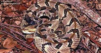 Chuột cống điên cuồng cắn trả loài rắn độc bậc nhất Bắc Mỹ