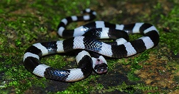 Nọc độc của rắn cạp nia nguy hiểm thế nào?