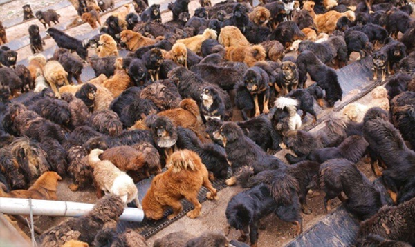 Hàng loạt chú chó ngao Tây Tạng bị bỏ rơi tại một trại cứu hộ