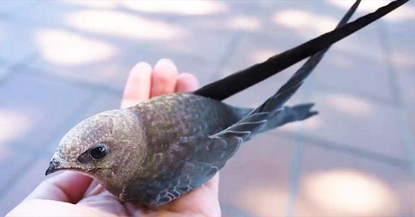 Sóng nhiệt ở Tây Ban Nha khiến hàng trăm con chim én non bị "nướng" chín