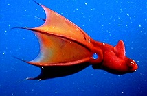5 loài quái vật kỳ lạ đến khó tin ở dưới đáy biển