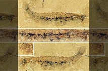 Bộ não hóa thạch được tìm thấy trong các sinh vật giống như bọ cổ đại