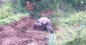 Tê giác con cố bú mẹ đã chết: Hé lộ bi kịch