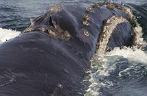 Cá voi đầu bò cất tiếng hát, giới khoa học sửng sốt
