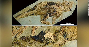 Hóa thạch tiết lộ cách khủng long giao phối và đi vệ sinh