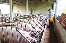 Trang trại chăn nuôi: “Ươm” các vi khuẩn đa kháng và kháng phổ rộng