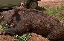 Mỹ đau đầu vì bom hẹn giờ siêu lợn rừng bắn mãi không hết