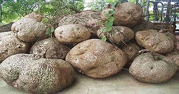 Củ bình vôi có tác dụng gì? Cách sử dụng để không bị ngộ độc Củ bình vôi có tác dụng gì? Cách sử dụng để không bị ngộ độc