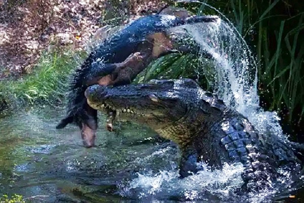 Cá sấu già hất tung lợn rừng lên không trung rồi làm thịt