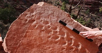 Khám phá thú vị từ dấu chân hóa thạch 313 triệu năm tuổi