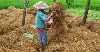 Công nghệ xử lý rơm rạ thành phân hữu cơ Công nghệ xử lý rơm rạ thành phân hữu cơ