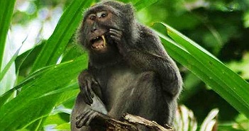 Khám phá loài khỉ chuyên nhặt lông chim để xỉa răng Khám phá loài khỉ chuyên nhặt lông chim để xỉa răng
