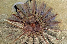 Phát hiện hóa thạch 520 tuổi của quái vật biển 18 xúc tu