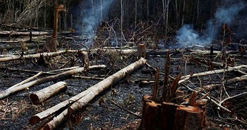 Cháy rừng Amazon: Hiểm họa không chỉ riêng ai!