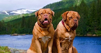 9 loài chó có tuổi thọ thấp nhất thế giới