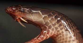 Lẻn vào phòng ngủ, tung "cú đớp tử thần", loài rắn này độc cỡ nào?