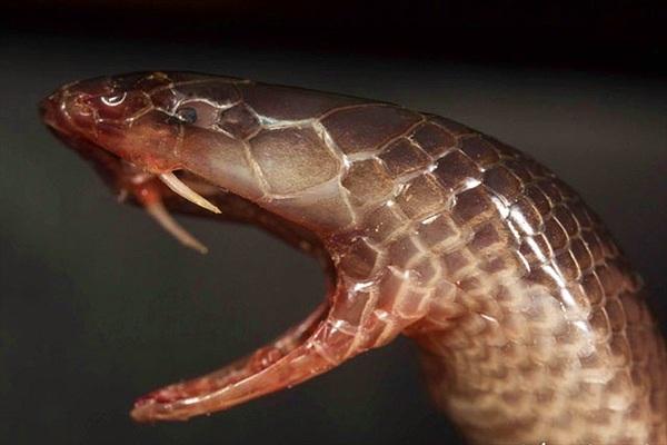 Lẻn vào phòng ngủ, tung "cú đớp tử thần", loài rắn này độc cỡ nào?