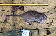 London bị phong tỏa, chuột đói ăn hoành hành kinh hoàng