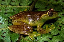 Phát hiện loài ếch mới ở biên giới Venezuela và Colombia