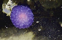 Sinh vật hình cầu màu tím bí ẩn ở Thái Bình Dương