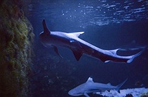 Cá mập sinh con dù 10 năm không gặp con đực