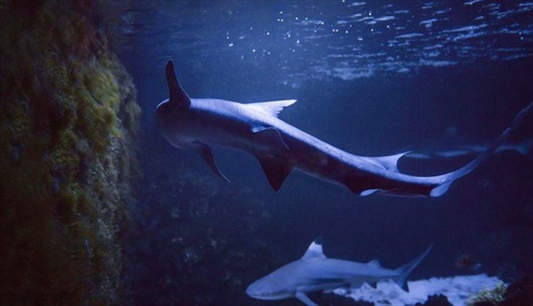 Cá mập sinh con dù 10 năm không gặp con đực