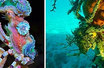 Cua Decorator: Những loài tắc kè hoa dưới đáy biển